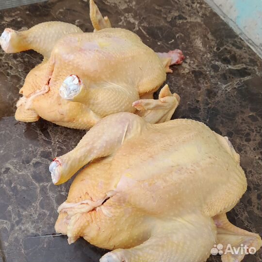 Домашние куры бройлеры