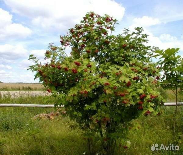 Калина обыкновенная 2 -4 метра
