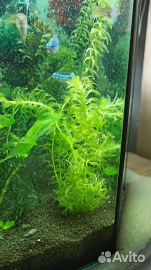 Аквариумные растения прополка