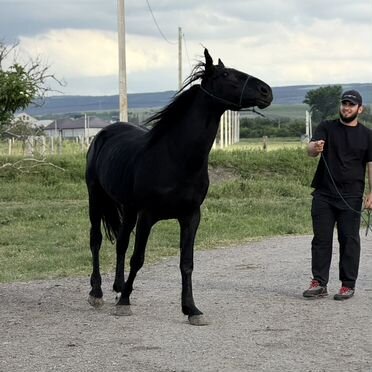 Лошадь номер один