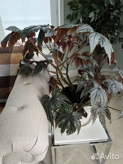 Бегония грифон