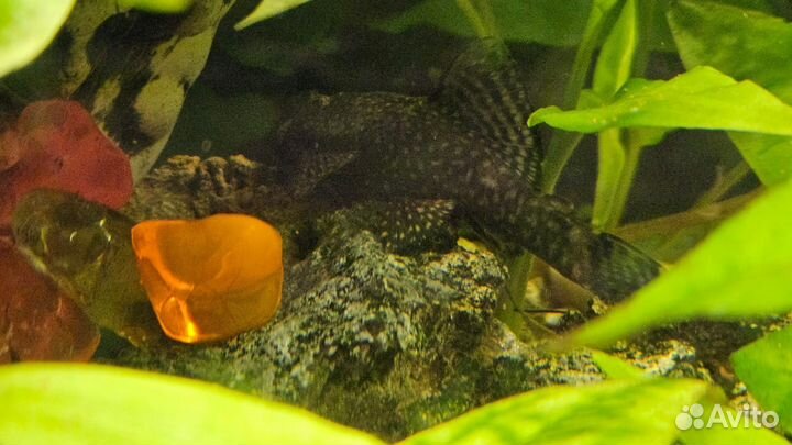 Сом анциструс