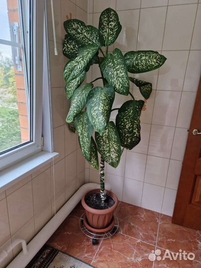 Диффенбахия