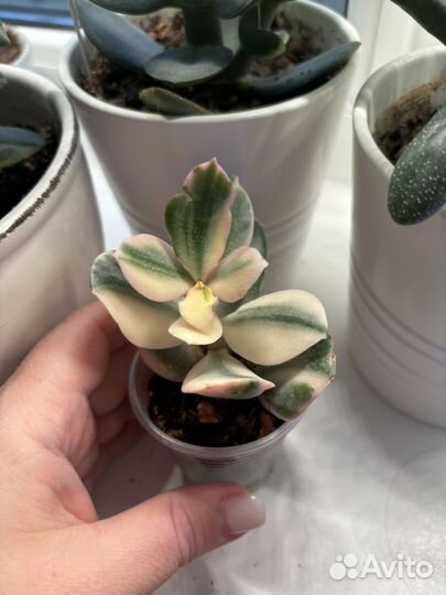 Крассула триколор