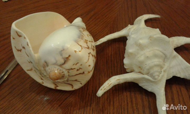 Морские ракушки 18 см