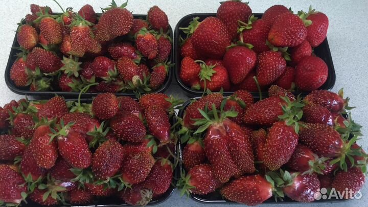 Клубника сортовая итальянской селекции свежая