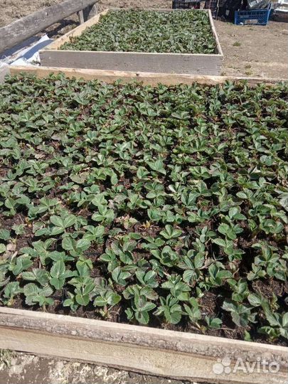 Клубника сорт Лорд морозостойкая