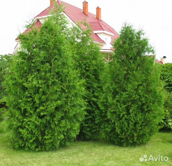 Туя западная брабант Высота от 40см