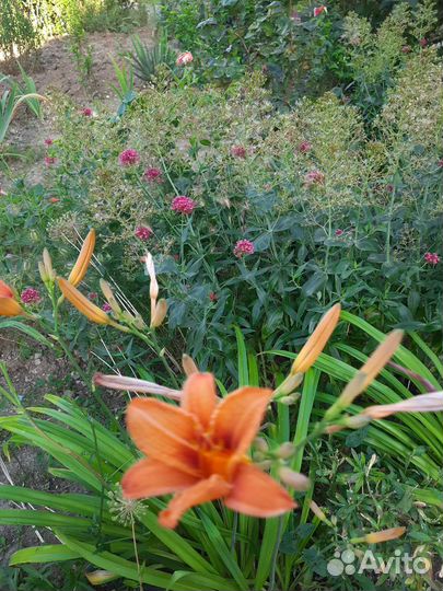 Цветы для сада