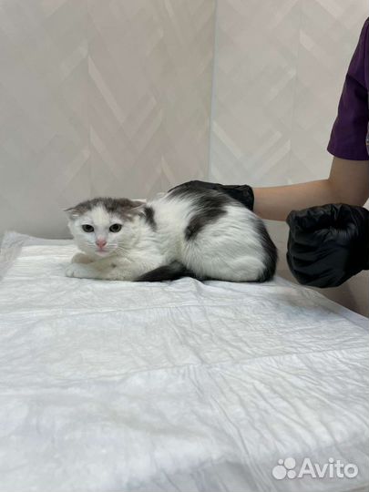 Нежной Сметанке (4 месяца) некуда идти