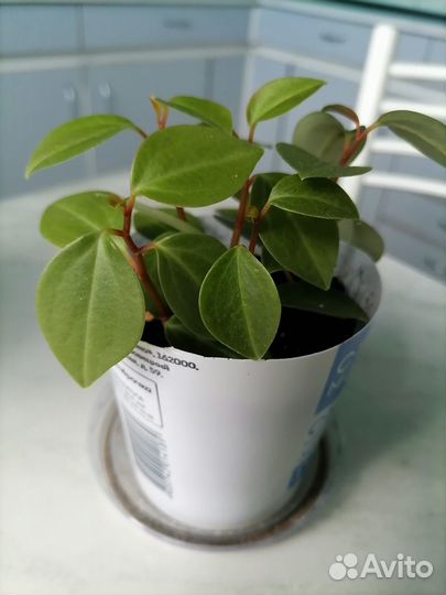 Комнатные цветы