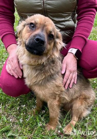 Диванный пушистик