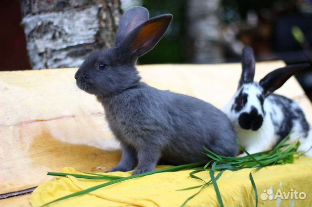Кролики мясных пород немецкий пёстрый великан объявление продам