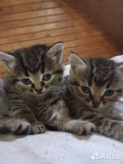 Котята