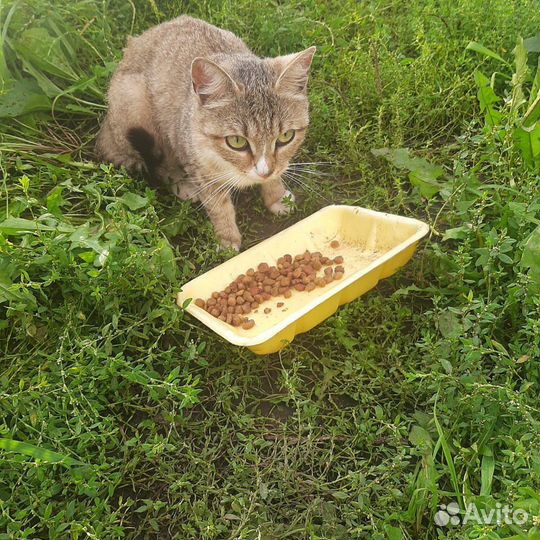 Кошечка в добрые руки