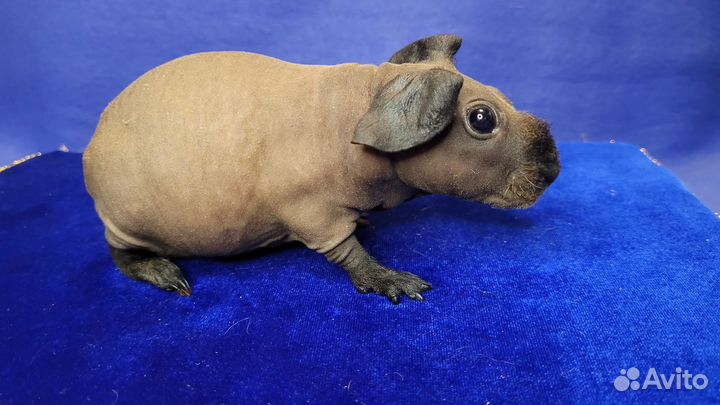 Морская свинка скинни