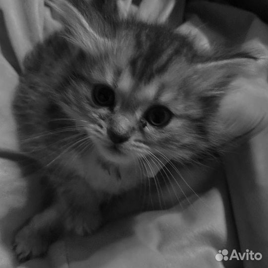 Котята в добрые руки, бесплатно