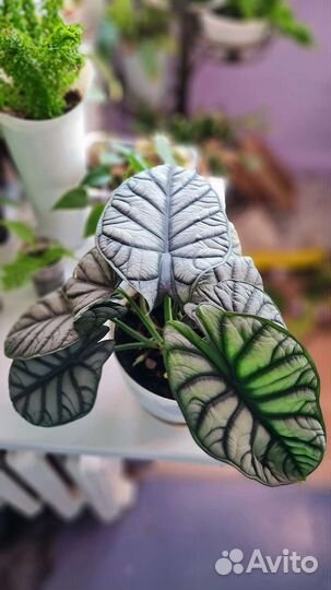 Алоказия Silver Dragon