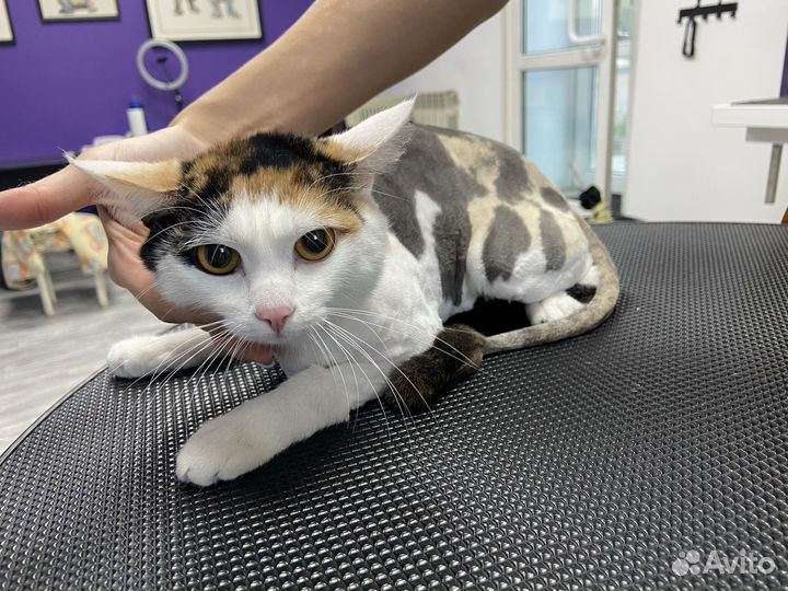 Заберите в добрые руки