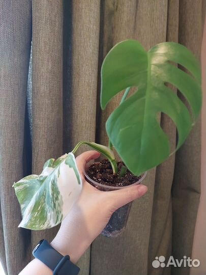 Комнатные растения набором