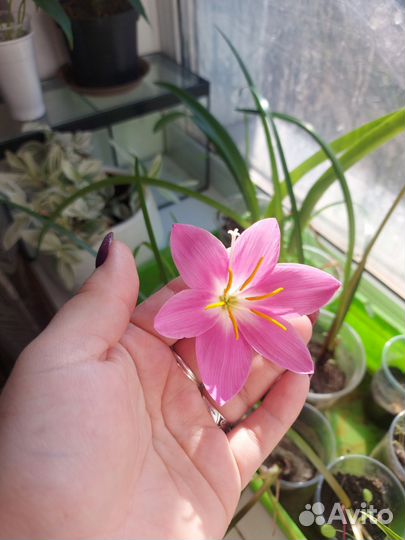 Зефирантес розовый