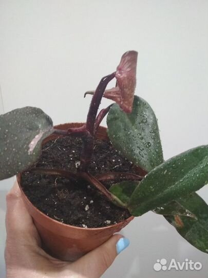 Цветы:Филодендрон Розовая принц,Ксанаду,Селло Голд