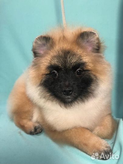 Шпиц щенок мальчик