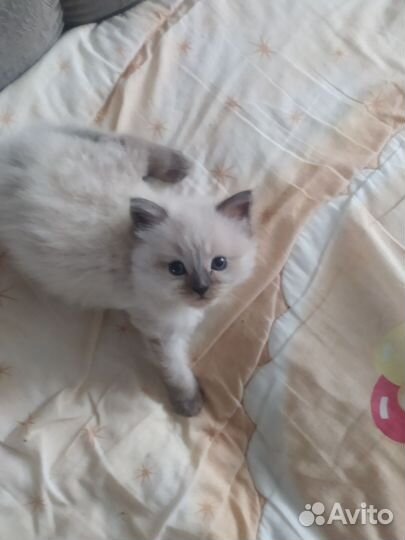 Красивые котята
