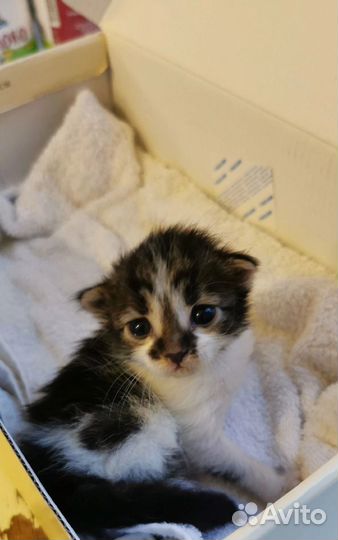 Котенок в добрые руки