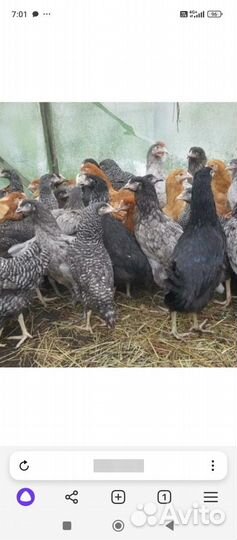 Петухи бентамки