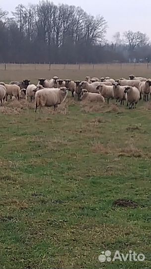 Овцы ярки
