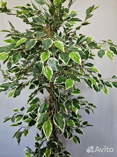 Искусственное дерево, фикус декоративный