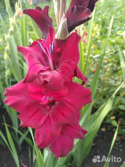 Гладиолусы букет