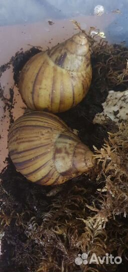 Улитки ахатины