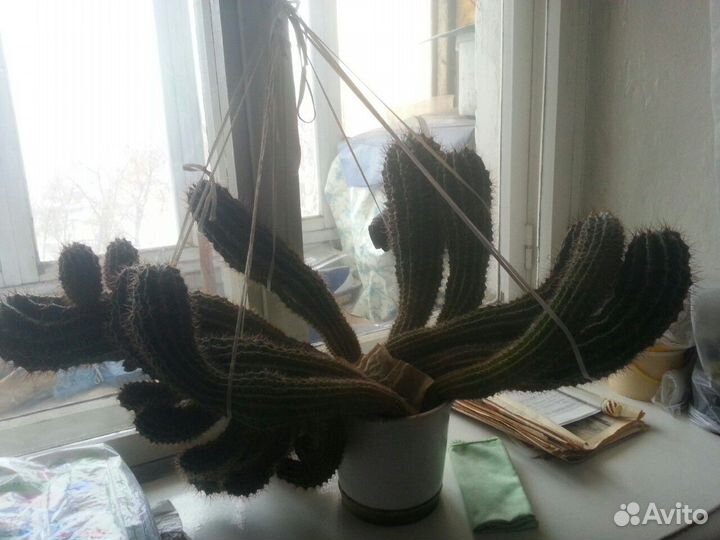 Кактус большой цветущий