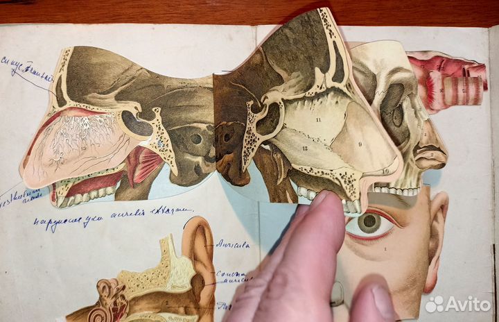 Вкладка-раскладушка - Анатомия головы