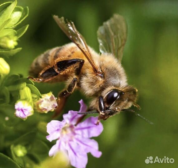 Пчелопакеты