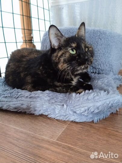 Трёхцветка ласковая кошка с трудной судьбой