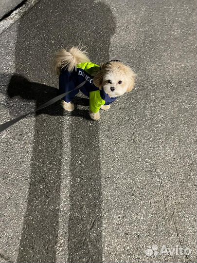 Вязка собак