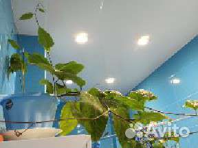 Пасифлора (маракуйя)