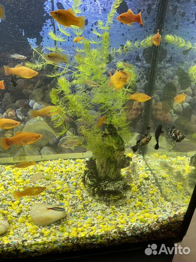 Аквариум с рыбками