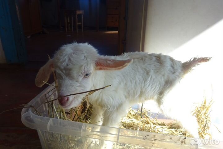 Козлята бесплатно