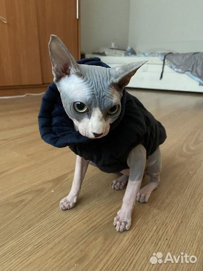 Одежда для животных