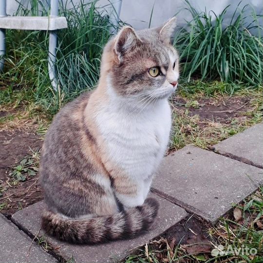 Молодой кошечке нужен дом