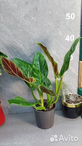 (Philodendron Cruentum)          |      |  (8088360100)