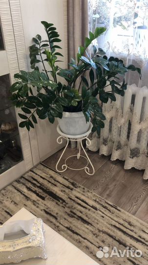 Продаю замиокулькас