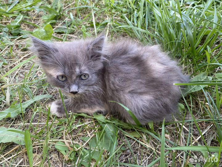 Кошка в дар бесплатно