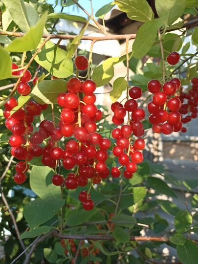 Дача 10 м² на участке 6 сот.