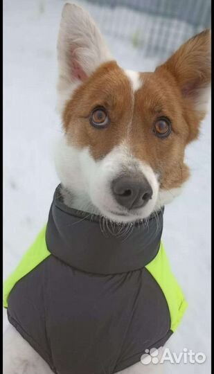 Стерилизованная молодая собачка, метис