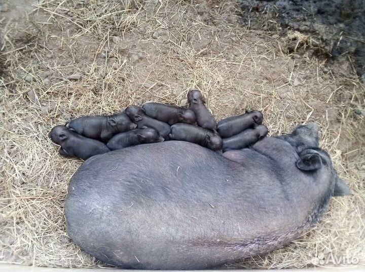 Партнер и инвестор